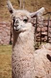 PERU - Lama - 3
